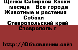 Щенки Сибиркой Хаски 2 месяца - Все города Животные и растения » Собаки   . Ставропольский край,Ставрополь г.